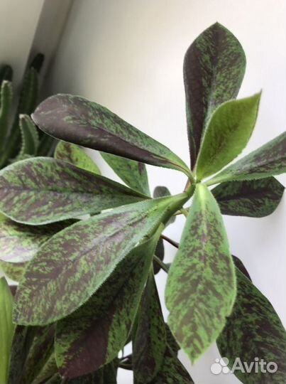 Цветы в офис