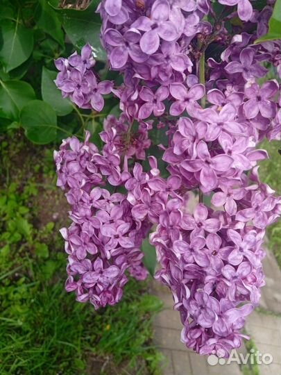 Сирень сортовая