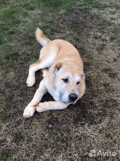 Среднеазиатская овчарка алабай щенки