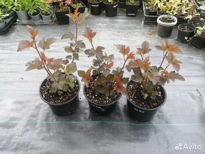 Пузыреплодник калинолистный