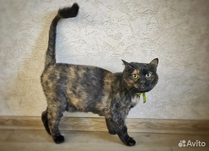 Стрижка кошек