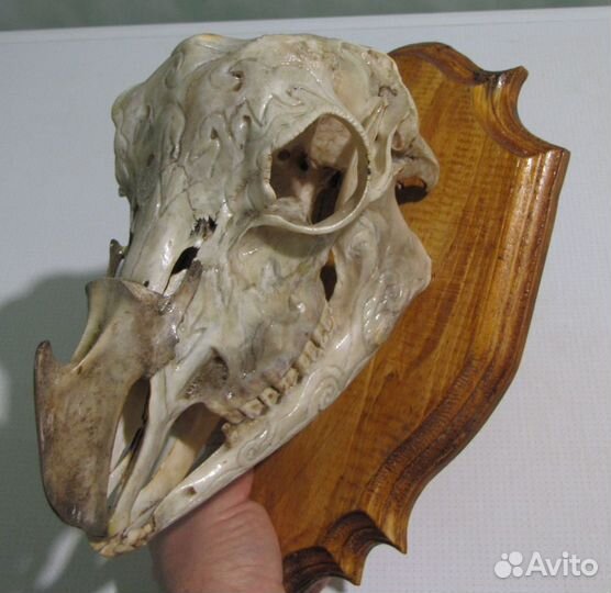 Череп козла