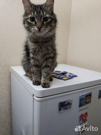 Кошечка в добрые руки