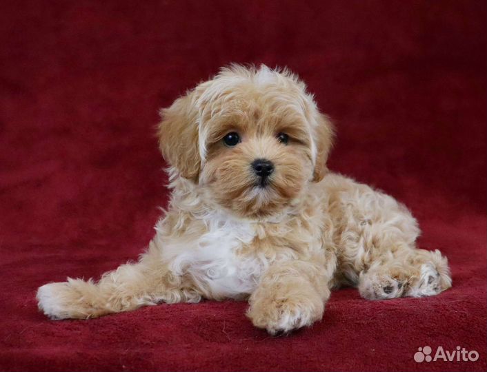 Мальтипу Ф1 мини мальчики и девочки