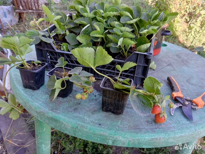 Продажа саженцы