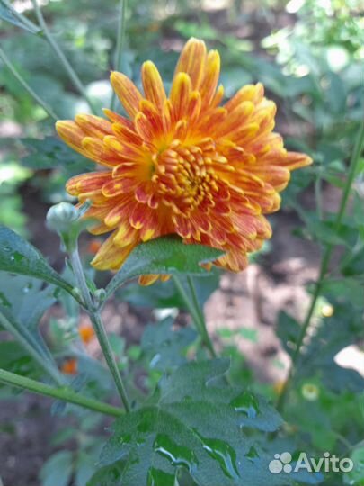 Садовые многолетники