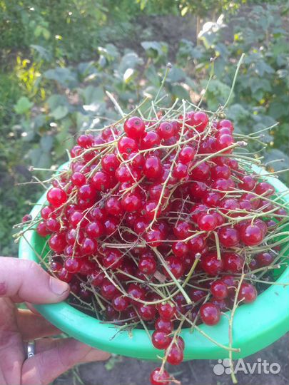 Саженцы розовой и красной смородины