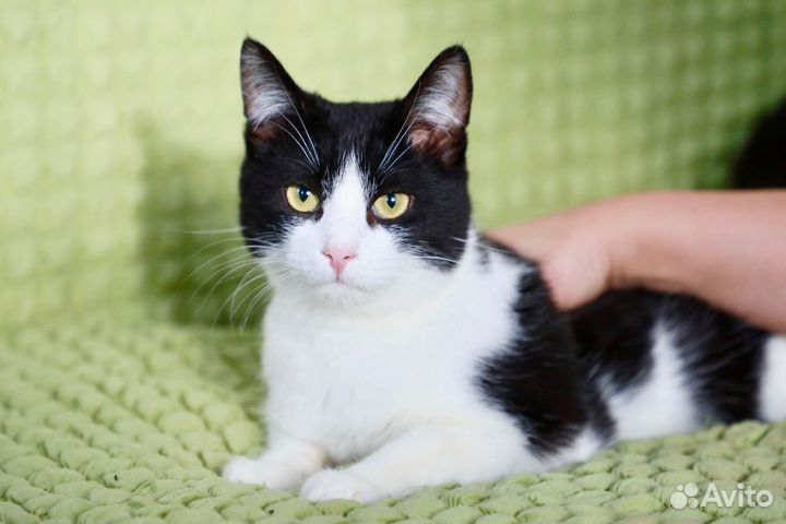 Томас в добрые руки