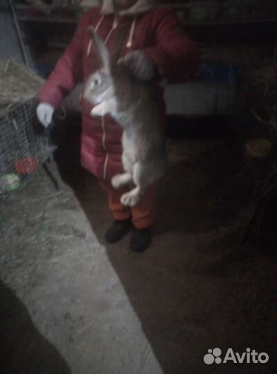 Мясо Кролика, Молоко козье, Мёд