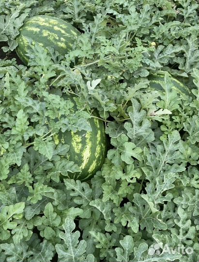 Арбуз 1 сбор