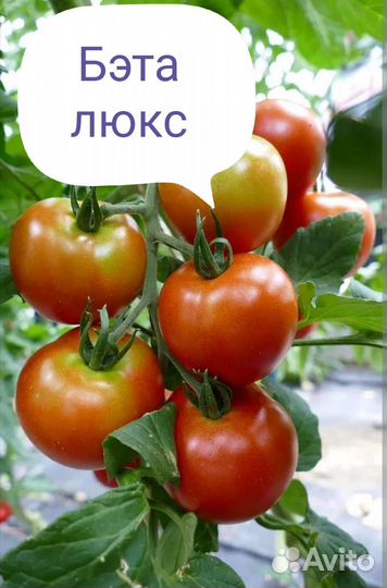 Семена томатов для начинающих дачников