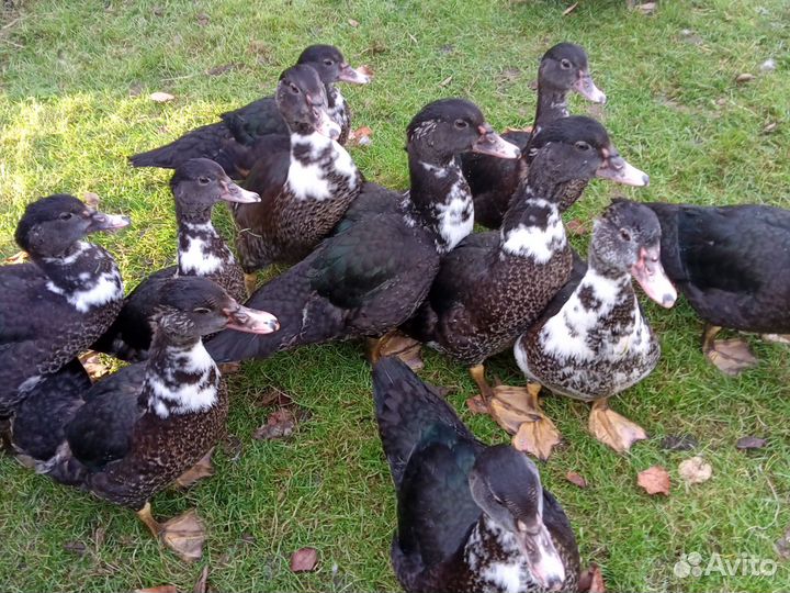 Мускусные утки