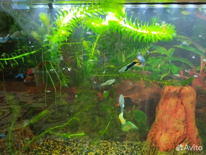 Аквариумные рыбки гуппи