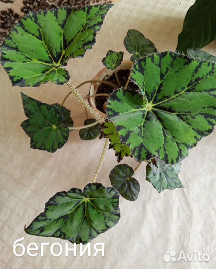 Комнатные цветы