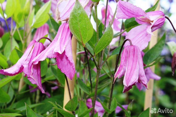 Клематисы кустовые