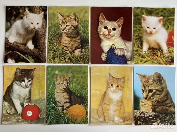 Открытки Котики Кошки Коты Котята гдр 80-е