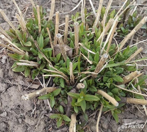 Флоксы многолетние