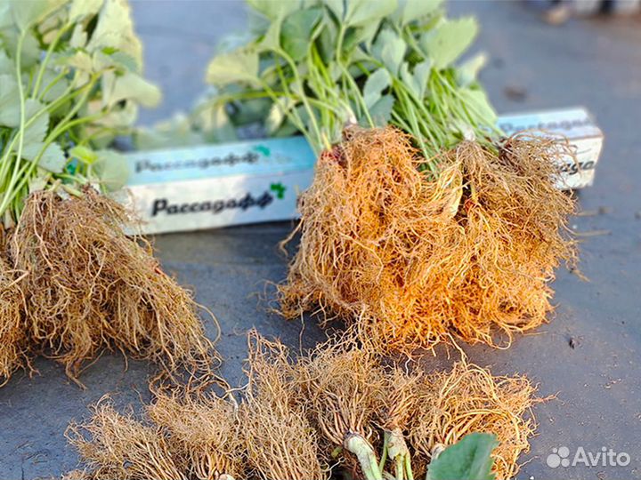 Рассада клубники. Оптом от 128 шт