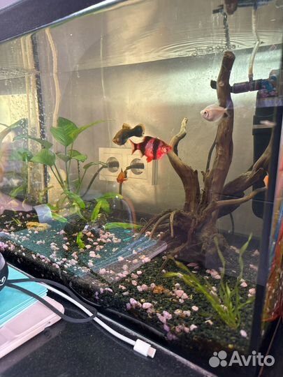Аквариум 54л комплект