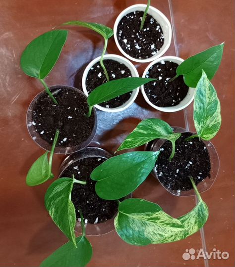 Сциндапсус