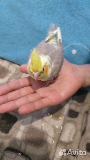 Попугай корелла птенец