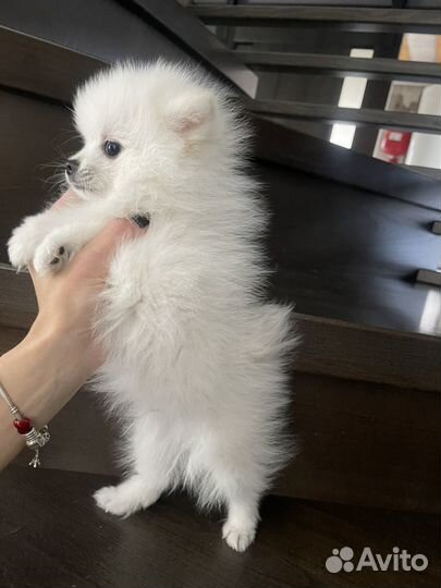 Немецкий шпиц