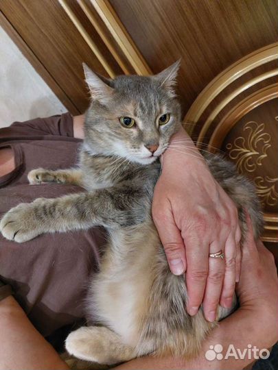 Кошка умная необыкновенная 3.5 года