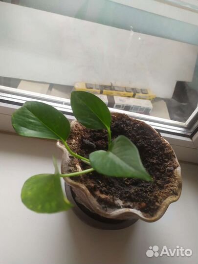 Сциндапсус за Киндер