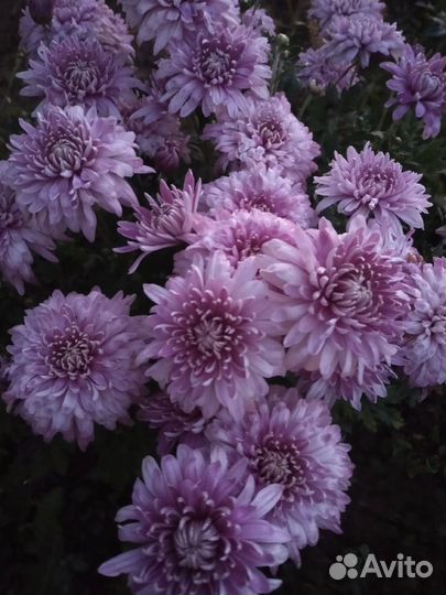 Хризантемы мультифлора