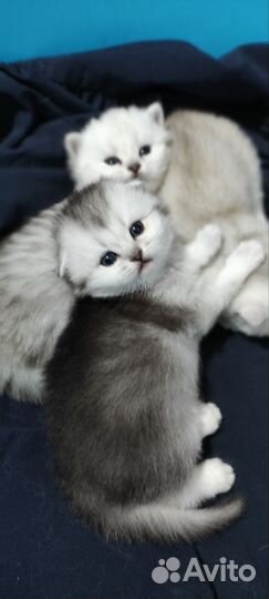 Котята Шотландской породы