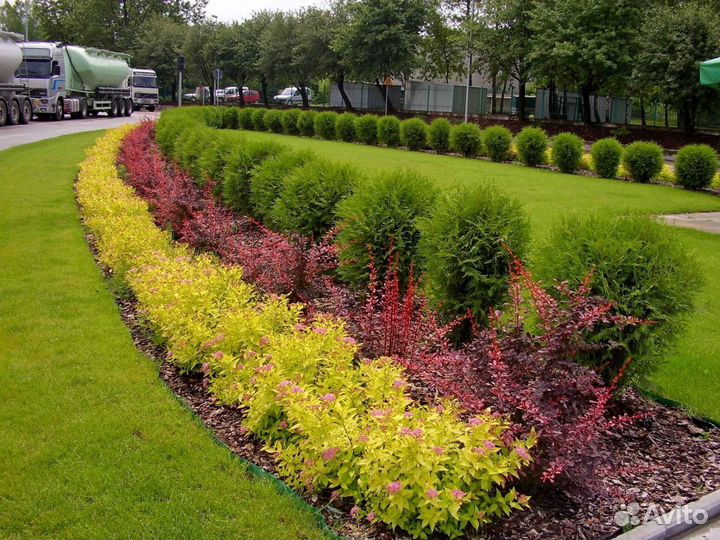 Рулонный газон «Премиум»