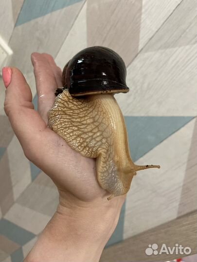 Улитка Ахатина Малыши
