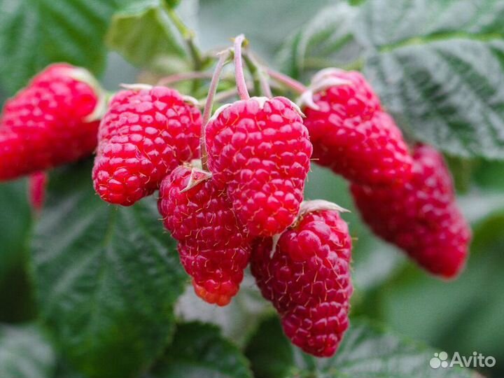 Саженцы сладкой малины