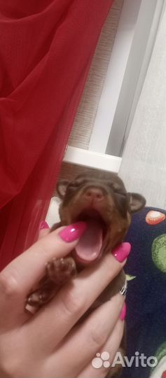 Той-терьер щенки