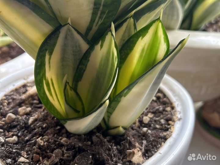 Сансевиерии сортовые разные