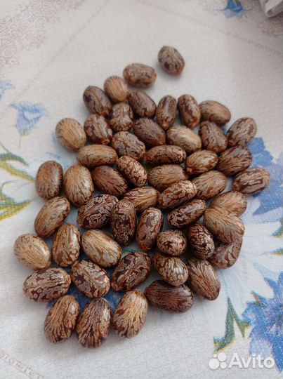 Семена клещевины