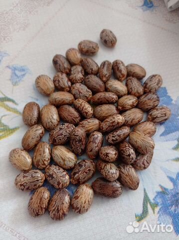 Семена клещевины