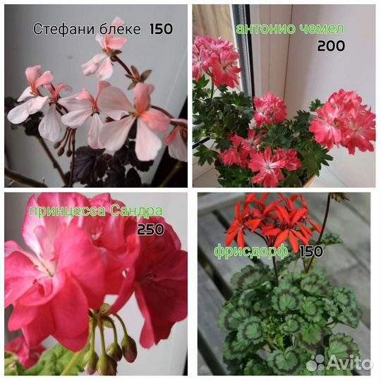 Пеларгонии герани