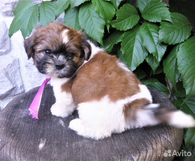 Ши-тцу - малыши