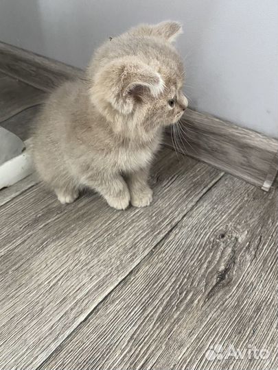 Шотландские вислоухие котята