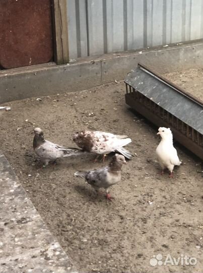 Голуби бакинцы- двухчубые. Агараны и Тасманы