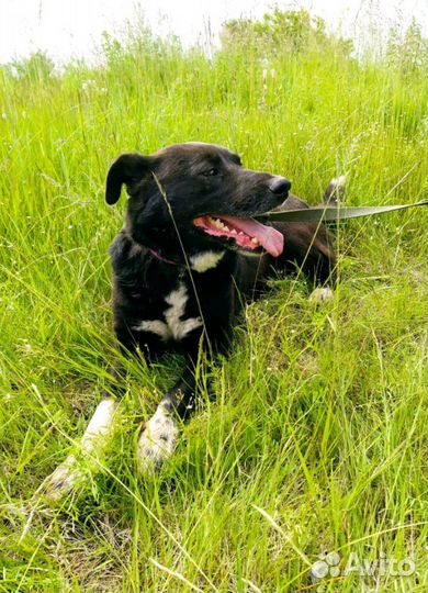 Красавец пес в добрые руки