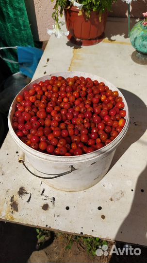 Боярышник плоды