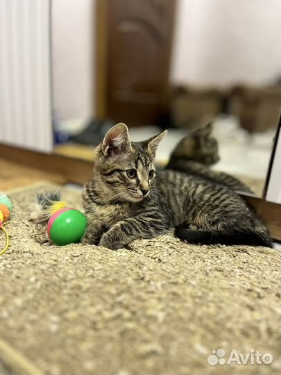 Котенок в добрые руки