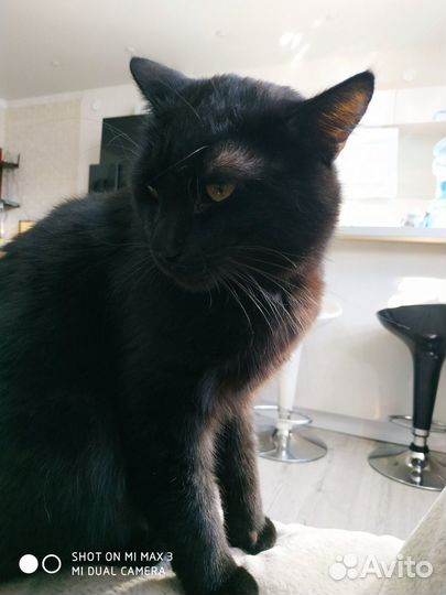 Отдам кота в добрые руки