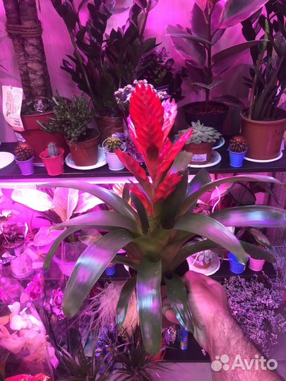 Вриезия венга