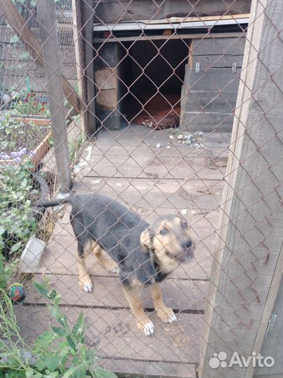 Щенок для охраны