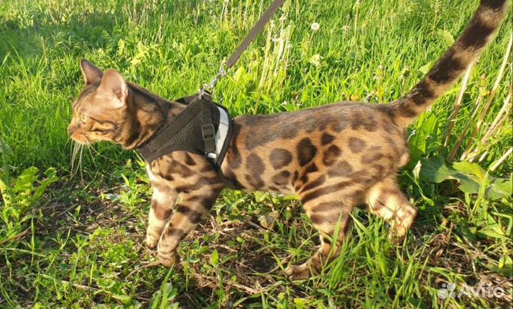 Бенгальский кот вязка