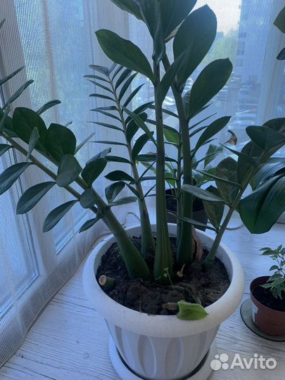 Замиокулькас