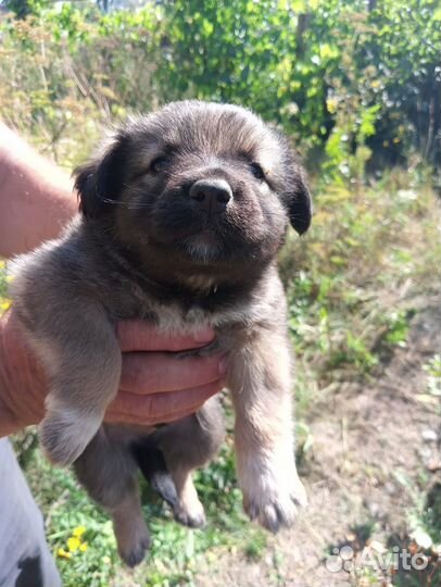 Щеночки ищут верных друзей